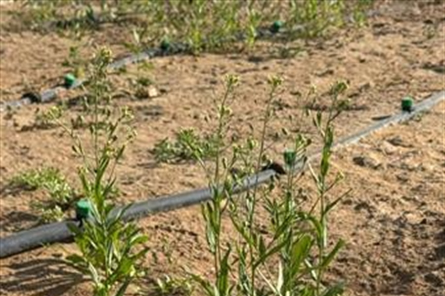 نماء للمياه تعزز الاستفادة من المياه المجددة...